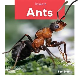 Cover image for Ants