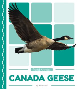 Imagen de portada para Canada Geese