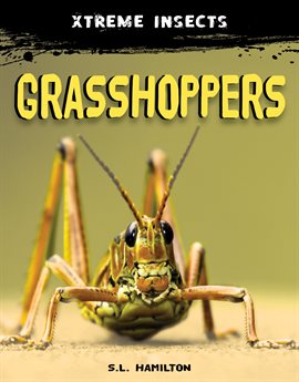 Cover image for Grasshoppers