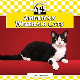 Imagen de portada para American Wirehair Cats