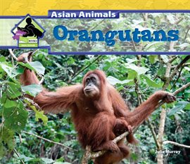 Cover image for Orangutans