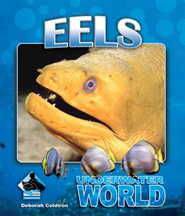 Imagen de portada para Eels
