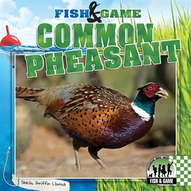 Cover image for Common Pheasant