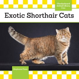 Cover image for Exotic Shorthair Cats