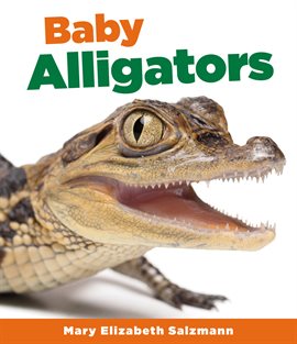 Cover image for Baby Alligators