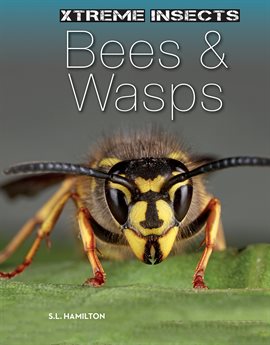 Cover image for Bees & Wasps