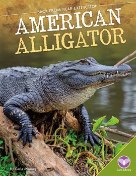Cover image for American Alligator