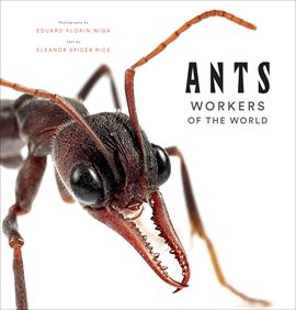 Cover image for Ants