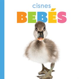 Imagen de portada para Cisnes Bebés