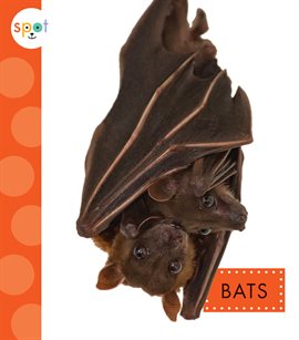 Imagen de portada para Bats