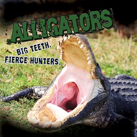 Cover image for Alligators. Big Teeth. Fierce Hunters!