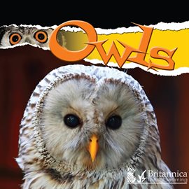 Cover image for Owls