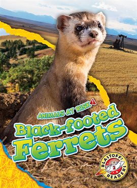 Cover image for Black-footed Ferrets