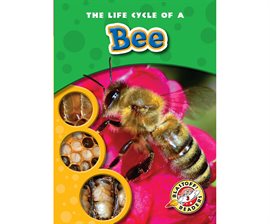 Cover image for The Life Cycle of a Bee