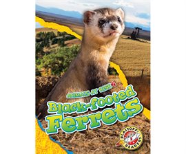 Cover image for Black-footed Ferrets