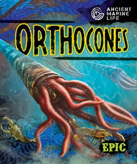 Orthocones