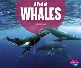 Cover image for A Pod of Whales