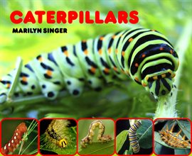 Cover image for Caterpillars