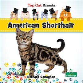 Imagen de portada para American Shorthair