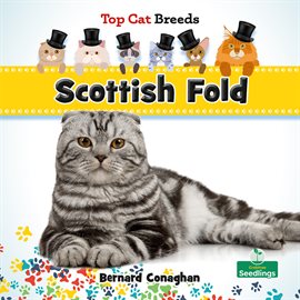 Cover image for Scottish Fold