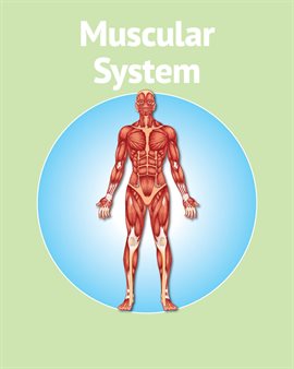 Cover image for Human Body Muscular System