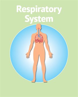 Cover image for Human Body Respiratory System