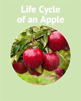 Cover image for Life Cycle of a Apple