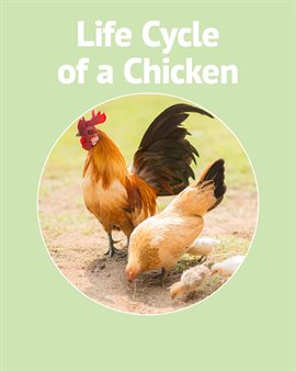 Cover image for Life Cycle of a Chicken