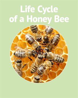 Cover image for Life Cycle of a Honey Bee