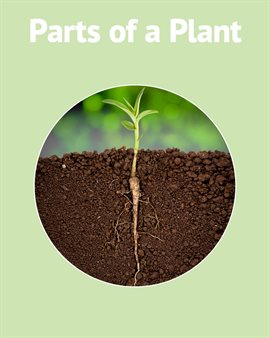 Cover image for Plant Parts