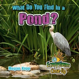 Cover image for What Do You Find in a Pond?