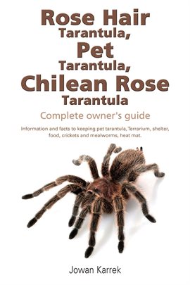 Imagen de portada para Rose Hair Tarantula, Pet Tarantula, Chilean Rose Tarantula