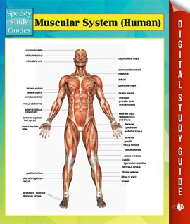 Cover image for Muscular System (Human)