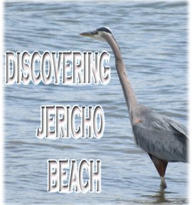 Cover image for Discovering Jericho Beach