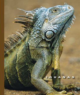 Cover image for Iguanas