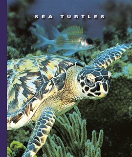 Cover image for Sea Turtles