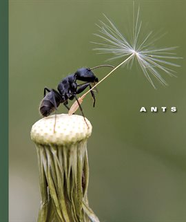 Cover image for Ants