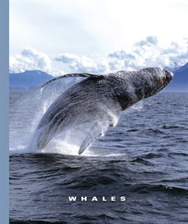 Cover image for Whales