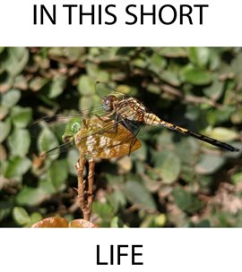 Cover image for In This Short Life