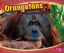 Cover image for Orangutans