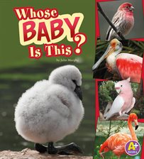 Cover image for Whose Baby Is This?