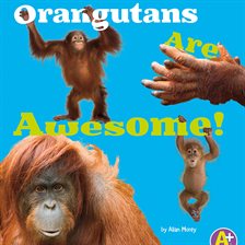 Cover image for Orangutans Are Awesome!