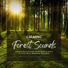 Cover image for Calming Forest Sounds With Soft Rains & Gentle Winds (Without Music) for Deep Sleep, Meditation, ...