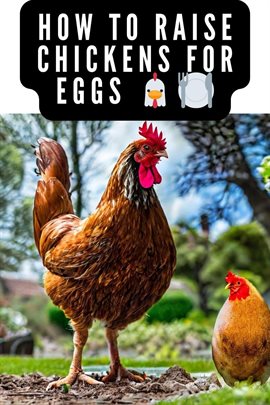 Cover image for How to Raise Chickens for Eggs and Meat