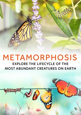 Imagen de portada para Metamorphosis