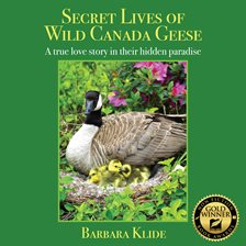 Cover image for Secret Lives of Wild Canada Geese