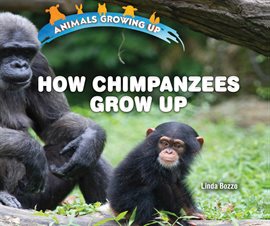 Imagen de portada para How Chimpanzees Grow Up