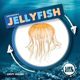 Cover image for Life Cycle of a Jellyfish