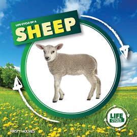 Cover image for Life Cycle of a Sheep