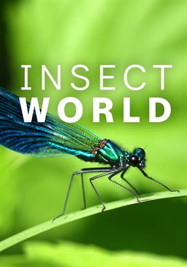 Insect World Insect World